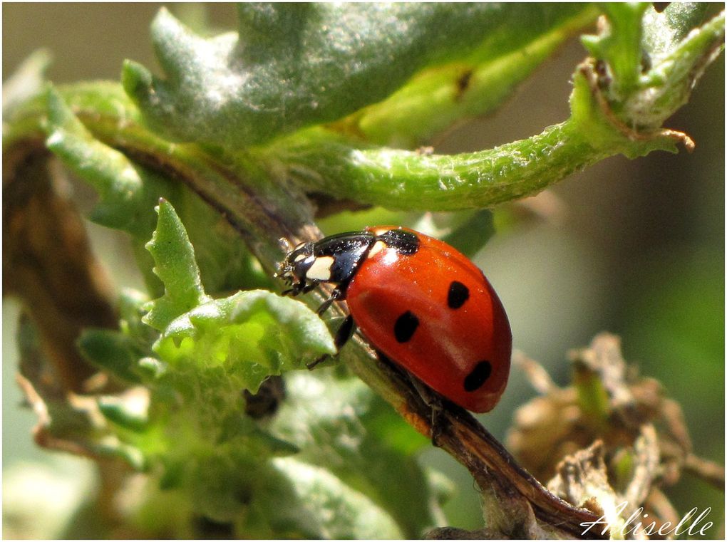 Album - Coccinelles