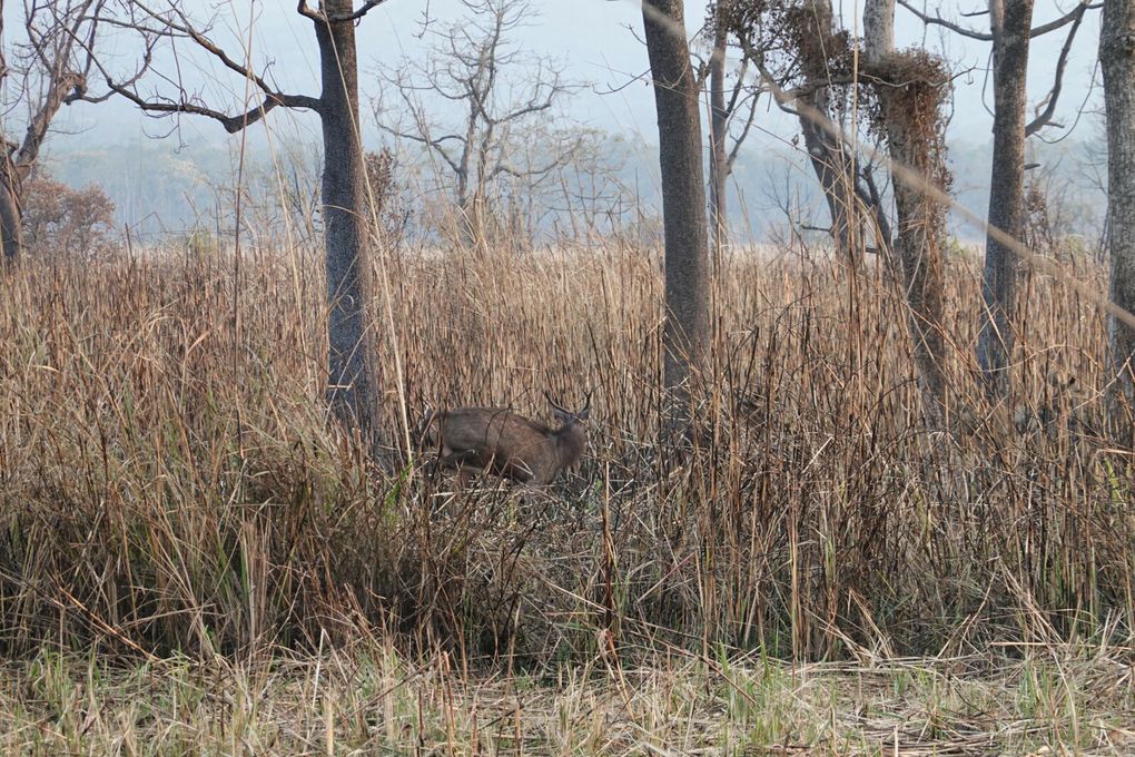 NEPAL - CHITWAN - SAURAHA