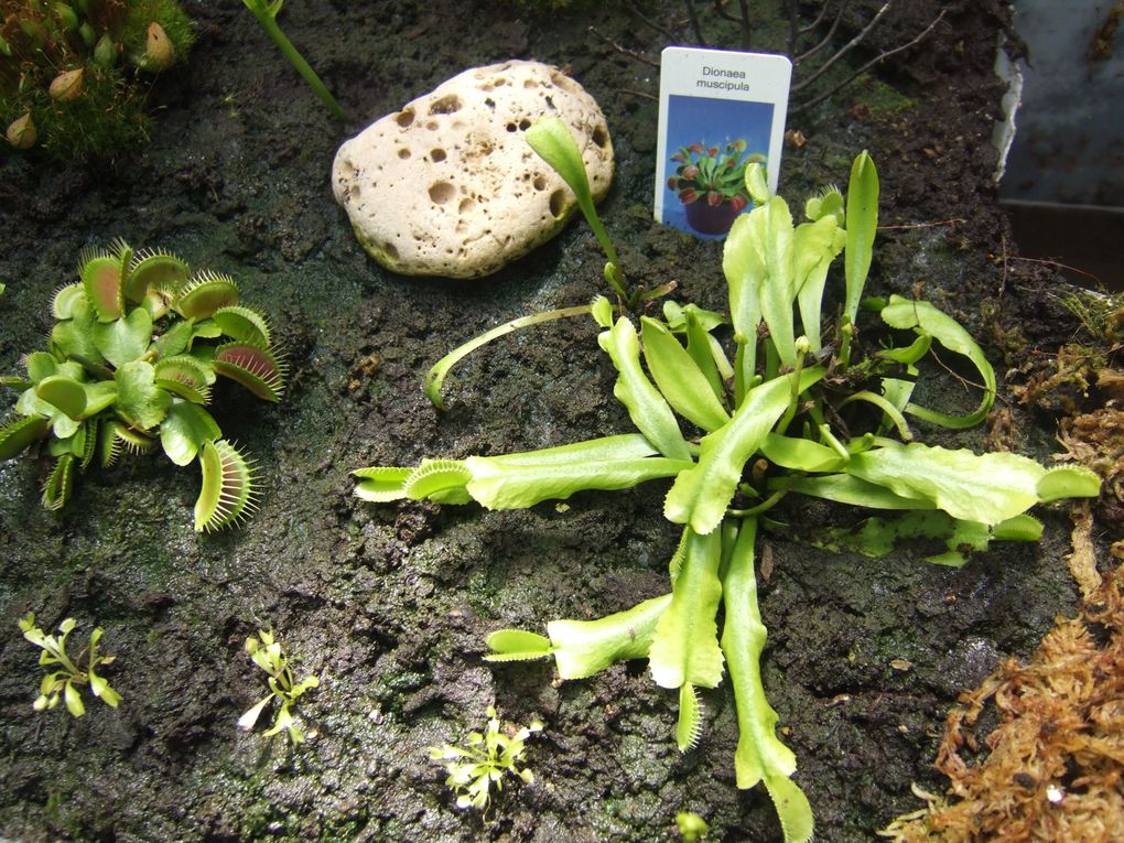 Album - Bac-de-culture-jeunes-plantes