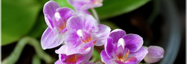 Phalaenopsis Tassanee Jongdamkerng