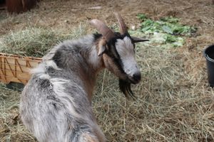 Compte-rendu de la réunion à la Ferme Oamaru le 25 septembre 2020