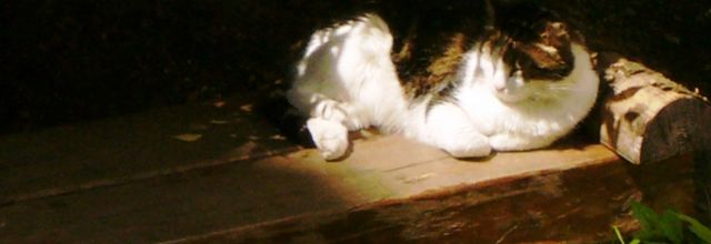 Vous avez dit superstition !