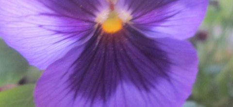 Fleurs du dimanche