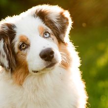 Your Dog is Susceptible to The infection Parvo Virus