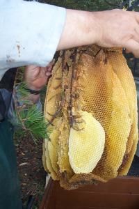 abeilles ruches, nos ruchers de Bourgogne, les apiculteurs Api4 en plein travail, leur évolution au fil des jours