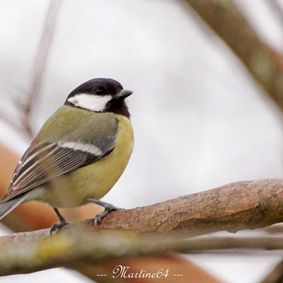 Les oiseaux  de Noël ....