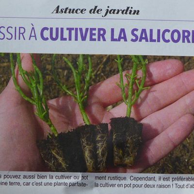 Astuce pour cultiver la salicorne...