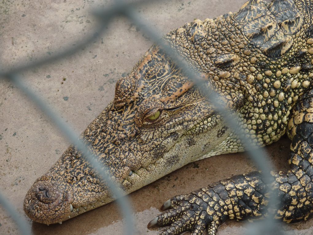 Une ferme de crocodiles.
C'est dingue, d'ou que l'on regarde, on a toujours l'impression qu'ils sont a l'affut de votre erreur.