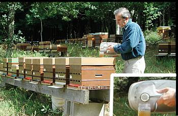 Nourrir les abeilles