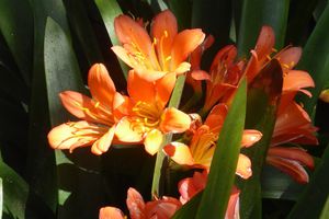  LES FLEURS DU JARDIN BOTANIQUE