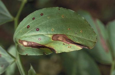 Anthracnose