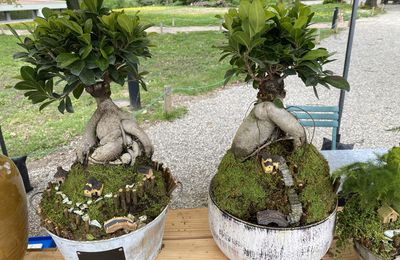ficus ginseng et micro paysages