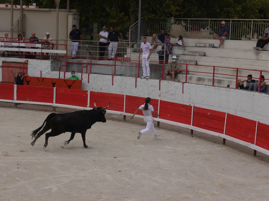 course de taureaux jeunes le 18 septembre 2020