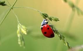 Un jour, un conte  :" La légende de la coccinelle"