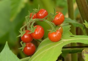 Tomate anti-mildiou Matt's wild cherry aux quatre moineaux