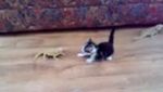 VIDEO - Ce petit chat a eu la peur de sa vie en rencontrant ces lézards !