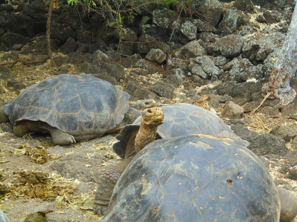 Archipel des Galápagos - un rêve éveillé