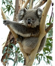 Le koala