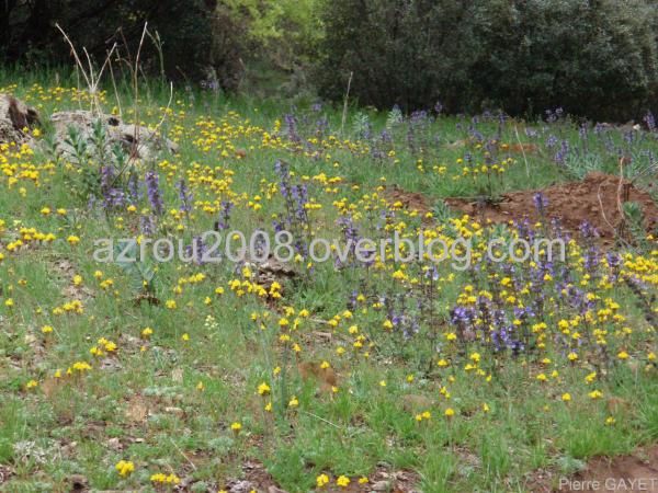 Fleurs de la forêt d'Azrou et alentours. cedraie, et foret mixte cèdres de l'Atlas et chênes verts (Parc National d'Ifrane, moyen-Atlas marocain).