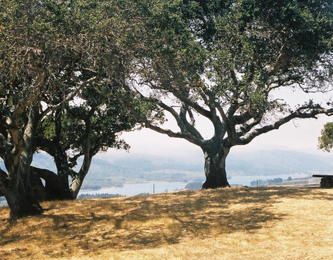 Arbres californiens