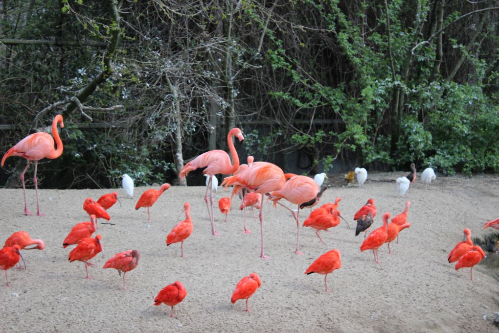 VISITE DU ZOO DE PAIRI DAIZA 