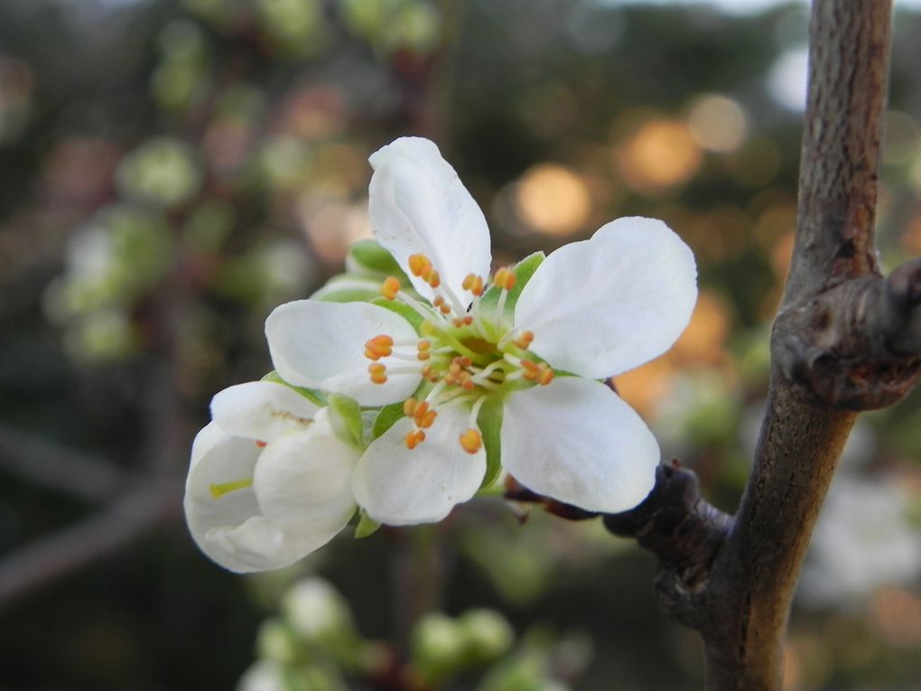 floraison, fleurs et jeunes pousses de printemps...
La nature s'éveille, et les jardins, parcs, bois laissent éclater une multitudes de couleurs, de senteurs, de formes.
La vie reprend son droit après l'hiver