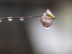 la rosée du matin