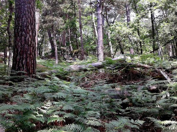 Fontainebleau et sa forêt !