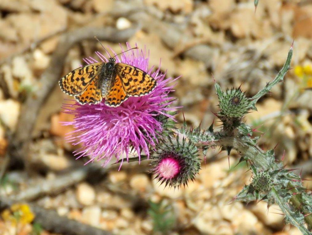 Flore Méditerranéenne