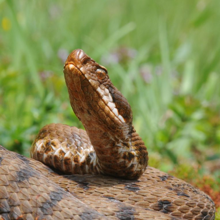 Album - Vipera aspis francisciredi