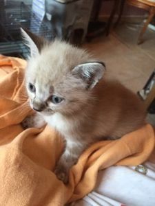 Loly, chaton femelle, à l'adoption -&gt; adoptée