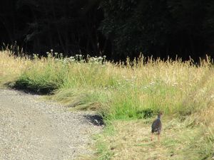 - Le Pukeko, un autre oiseau emblématique de Nouvelle-Zélande reconnaissable à son beau plumage bleu, qui se baladait près de notre petite maison -