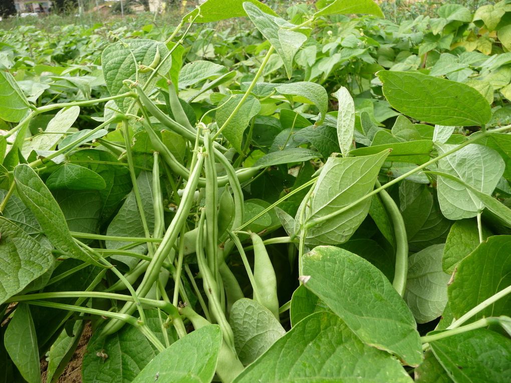 Cueillette des haricots verts