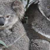Jessie et Amelia, des koalas secourues, retrouvent la liberté