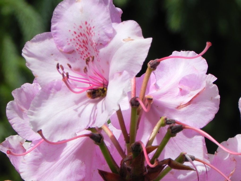 Album - jardin-bassin