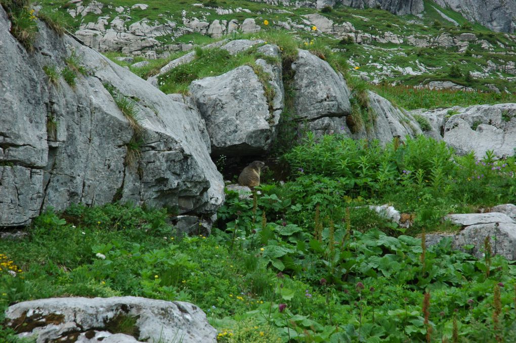 du 5 au 9 juillet 2009
Entre Arve et Giffre
Haute Savoie