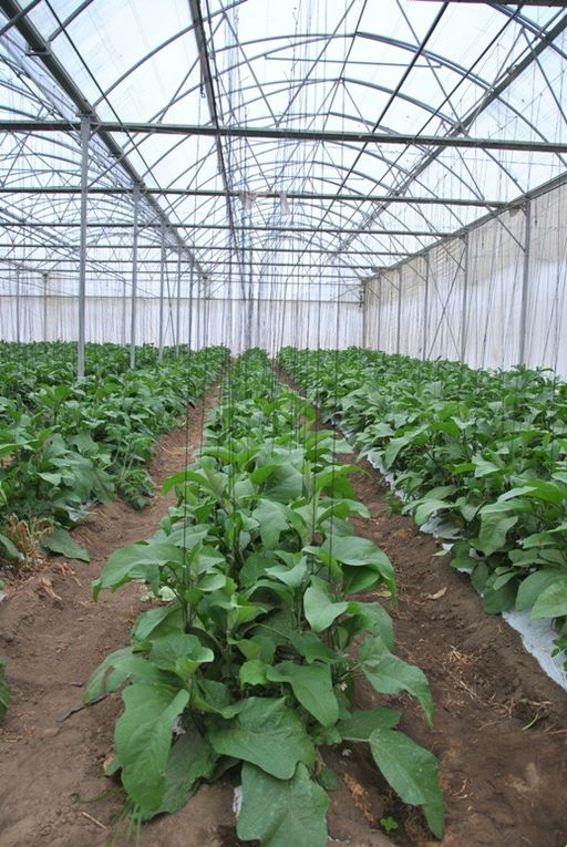 Les aubergines de Peats Ridge