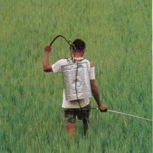 Pesticides : un rapport accablant pour l’agriculture antillaise
