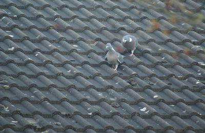 La parade des pigeons ramiers