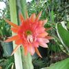 Epiphyllum Camillo Schneider