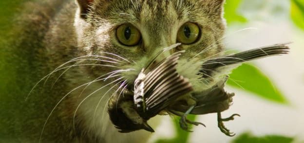 Chats Et Oiseaux Oiseaux Et Papillons Au Jardin