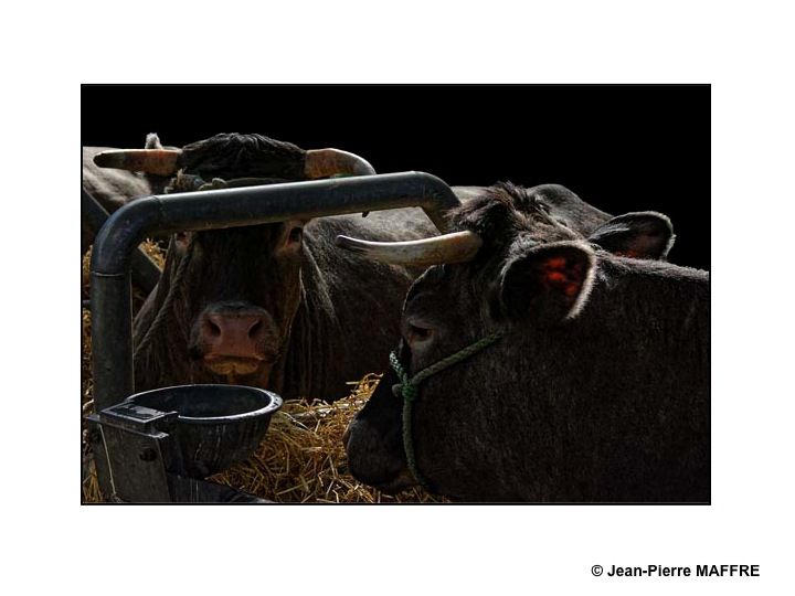 Sous le soleil de Paris, les taureaux du Salon de l'agriculture mettent-ils les vaches en émoi ?