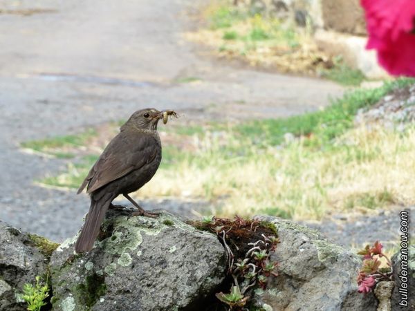 La merlette, prudente...tente de rejoindre le nid