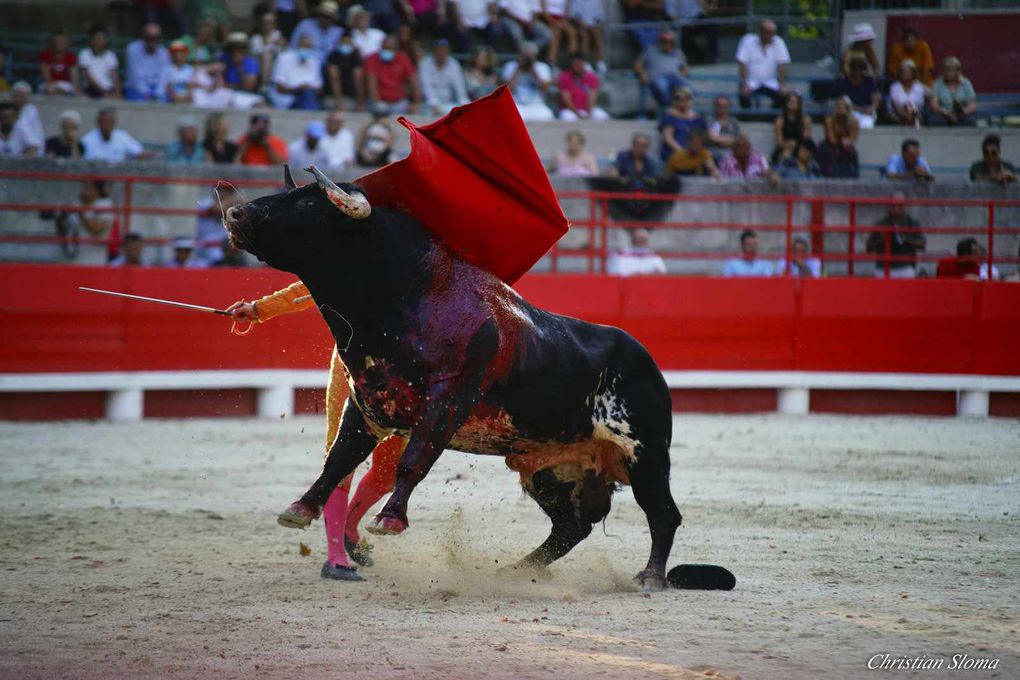      À L’OMBRE DES PLATANES, L’OREILLE D’OR À FRANCISCO MONTERO