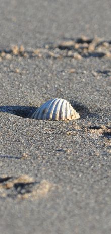 Sea shell on the sea shore