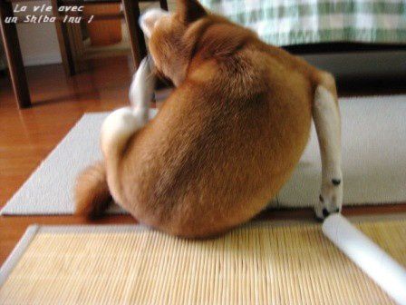 *Toutes les photos dans "La vie avec un Shiba Inu !"  appartiennent à "akishiba", l'auteur de ce blog. 