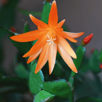 Nouvelle floraison ...