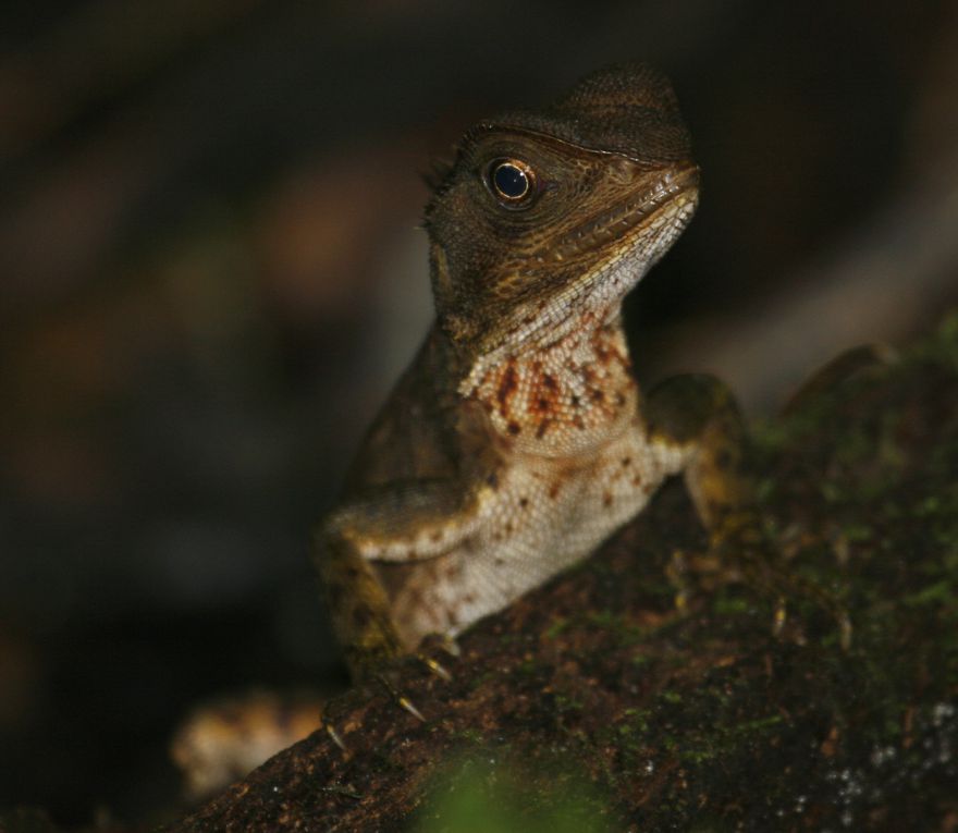 Album - Amazonie Napo Wildlife Center