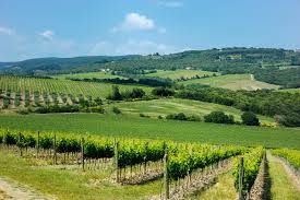 Vineyards in Nebraska