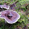 Champignons violets au bord blanc